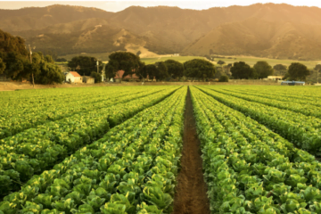 Descopera diferentele dintre un disc si un agregat agricol dintat. Cum sunt acestea folosite in lucrarile agricole?