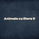 animale cu litera o
