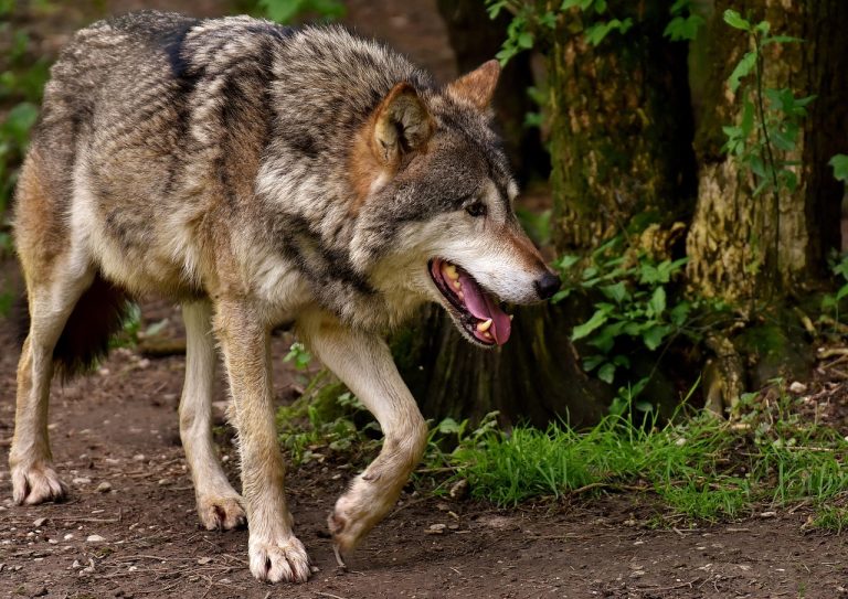 jack nicholson the wolf