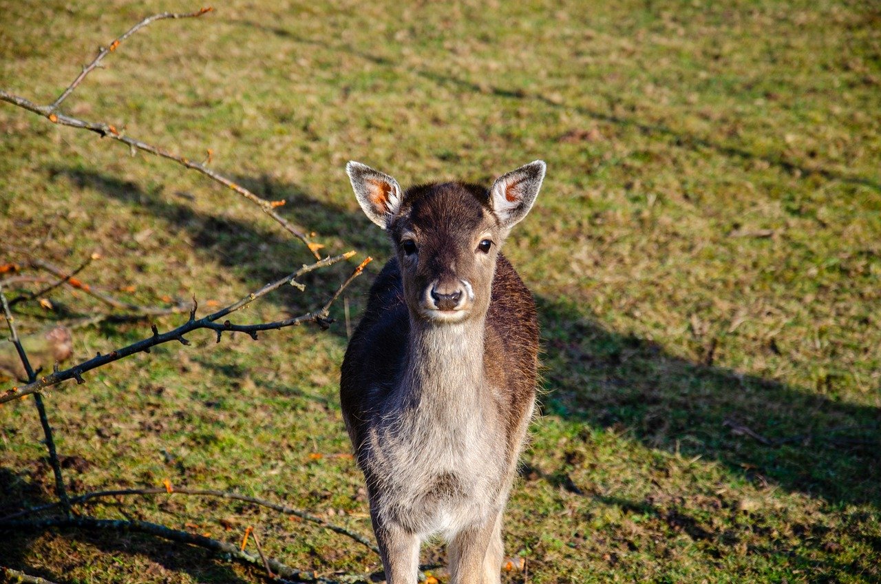brad pitt in tinerete