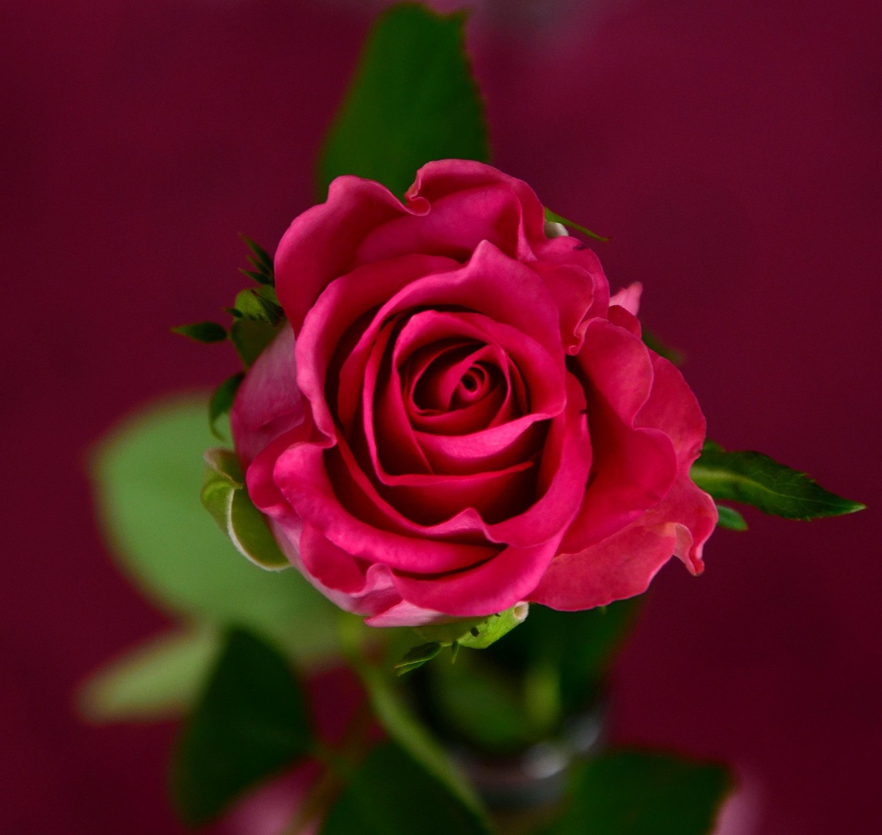 cati ani are theo rose